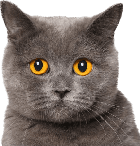 ผลิตภัณฑ์ดูแลสัตว์เลี้ยง
และคูปองส่วนลดสูงสุด 2,500 บาท