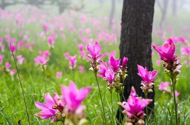 เที่ยวหน้าฝนชมเส้นทางทุ่งดอกกระเจียว2019