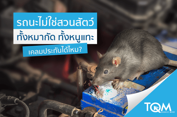 หมากัด หนูแทะสายไฟเคลมประกันได้ไหม??