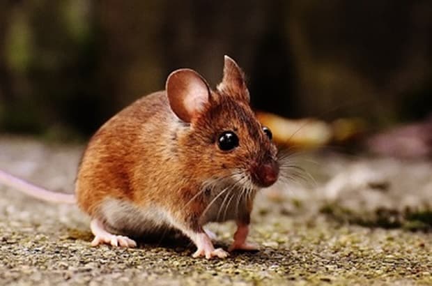 หนูกัดสายไฟ เคลมประกันได้ไหม?