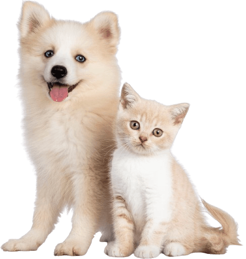 ขั้นตอนการลงทะเบียนรับสิทธิพิเศษ