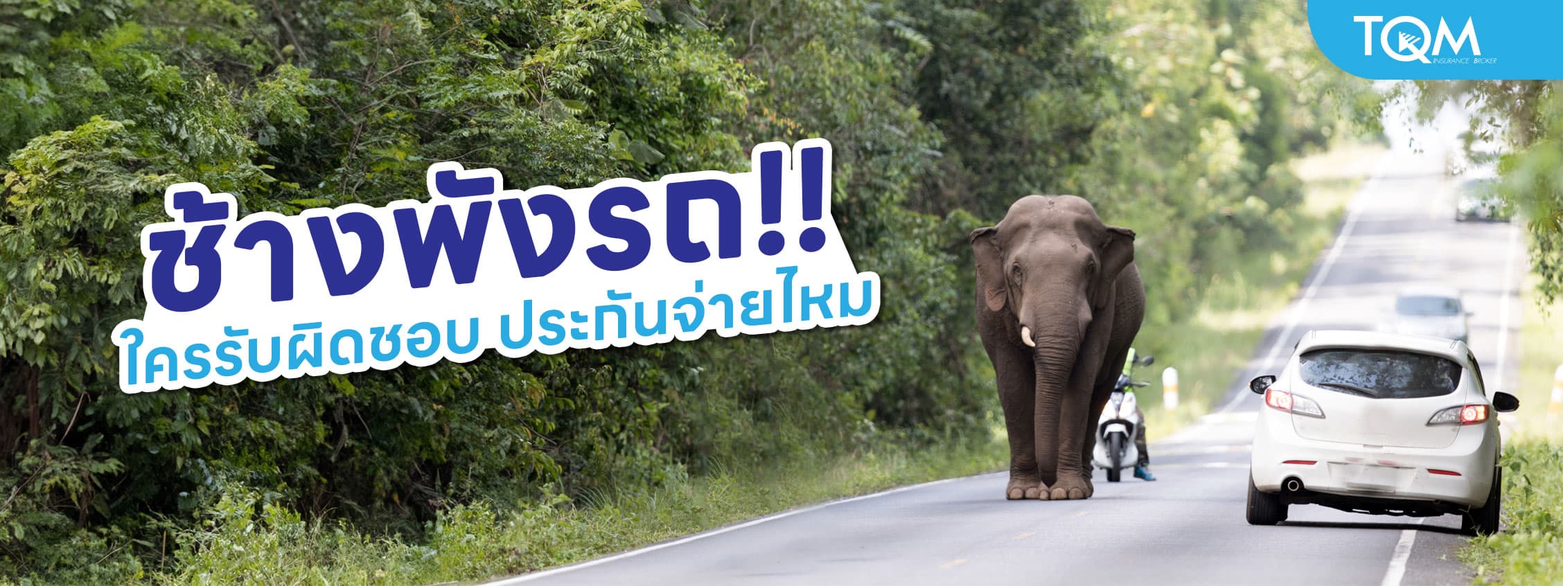 ช้างพังรถ ใครรับผิดชอบ ประกันรถจ่ายไหม