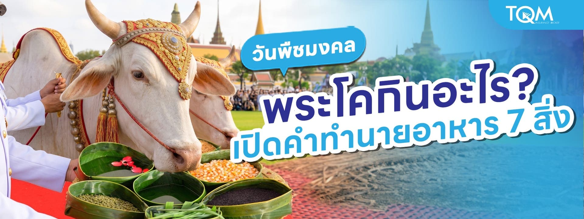 วันพืชมงคล 2569 พระโคกินอะไร? เปิดคำทำนายอาหาร 7 สิ่ง