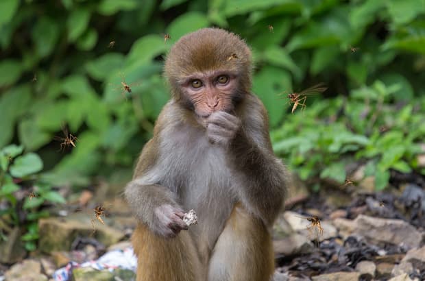ไข้มาลาเรียโนวไซ ระบาดติดจากลิงสู่คน
