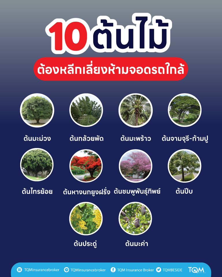 10 ต้นไม้ต้องหลีกเลี่ยงห้ามจอดรถใกล้